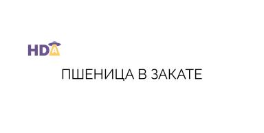Пшеница в закате или как все началось