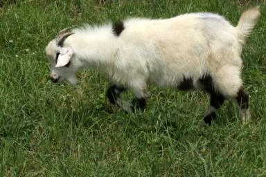 Миотонические козы — особенности породы