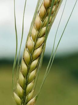 Ячмень яровой Эксплоер