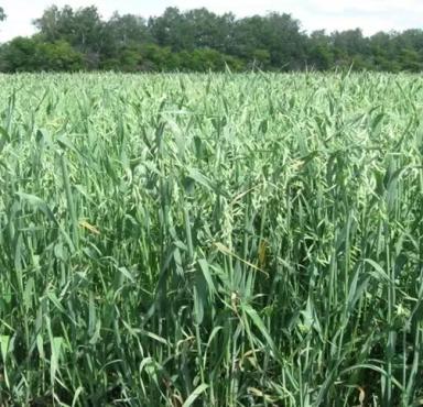 Тарский голозерный сорт овса ярового