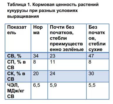 Нюансы заготовки силоса из кукурузы, подверженной засухе