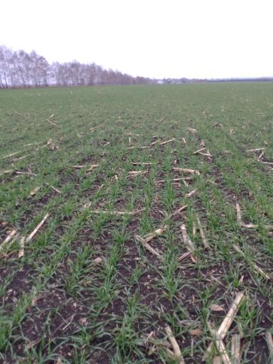 Влияние биопрепарата Альбит на развитие корневой системы озимой пшеницы