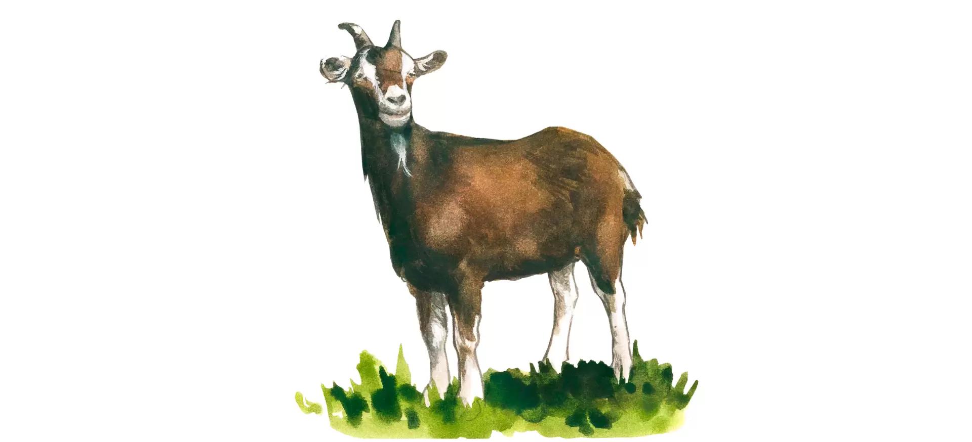 Тюрингийская лесная