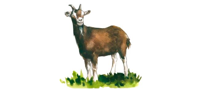 Тюрингийская лесная