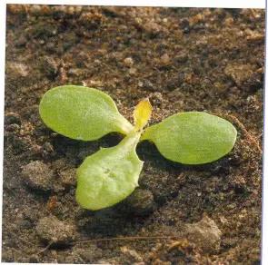 Осот полевой