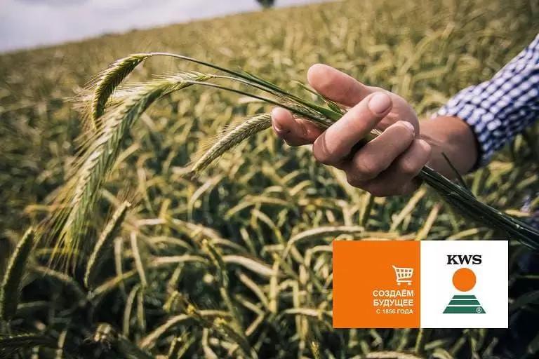 Как купить семена озимой гибридной ржи онлайн? 