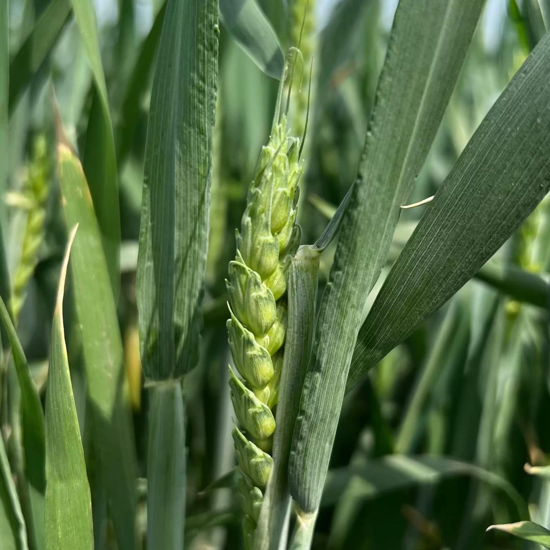 Озимая пшеница во всей своей красе.