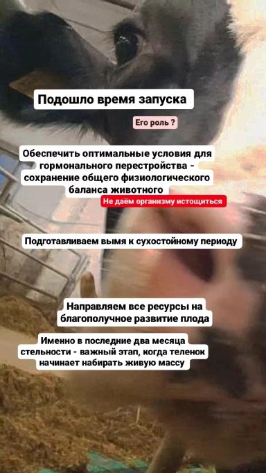 🌾 Искусство кормления: ключевой фактор здорового потомства 🌾
