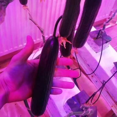 Огурец На Искуственном Освещении