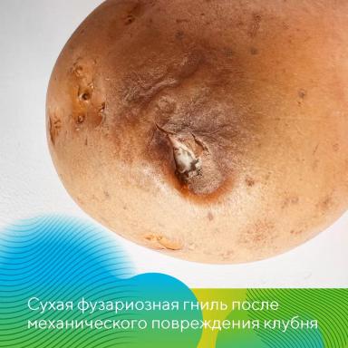 Проверьте картофель перед посадкой!