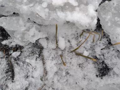 Еду завтра озимую мать спасать