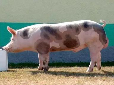 Пьетрен - порода свиней