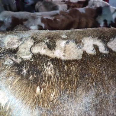 Вопросы из чатов: от чего у коров поражения кожи?