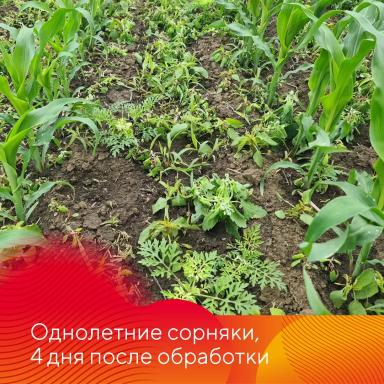 Работает Фултайм®