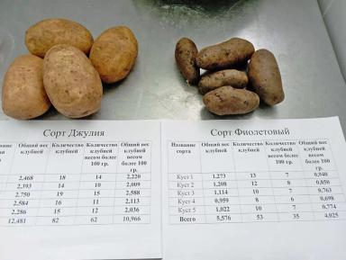 Названы финалисты «Картофельного БУМа»!