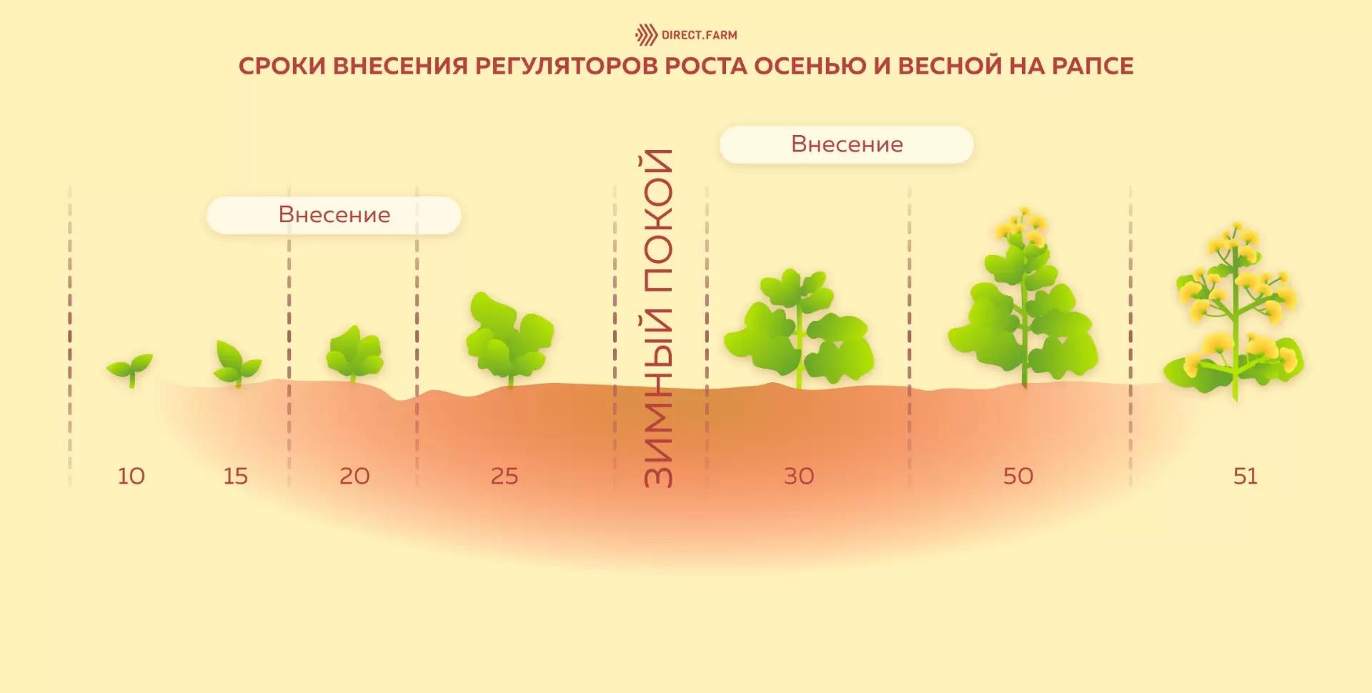 Сроки внесения регуляторов роста на рапсе