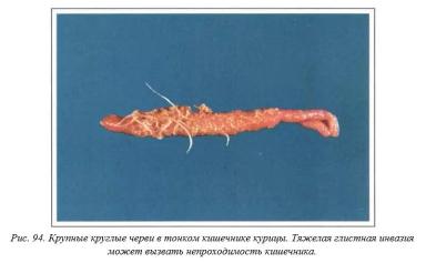 Вегад - Атлас болезней птицы. Ч. 19. Аскаридоз