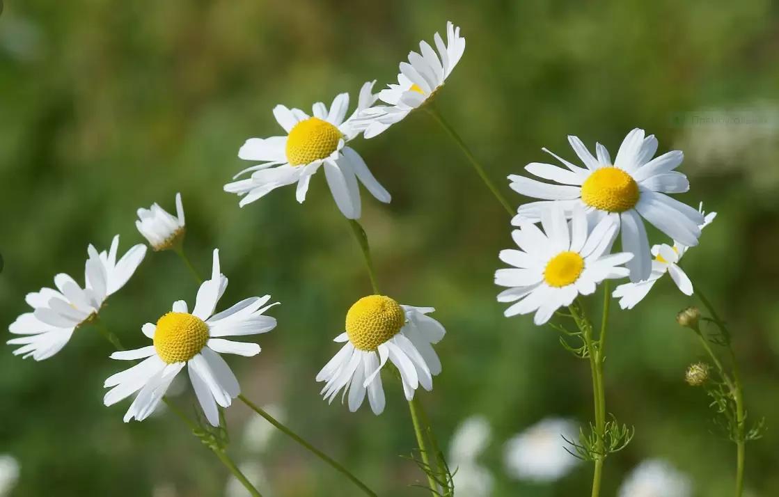 Ромашка: погадать или заработать?