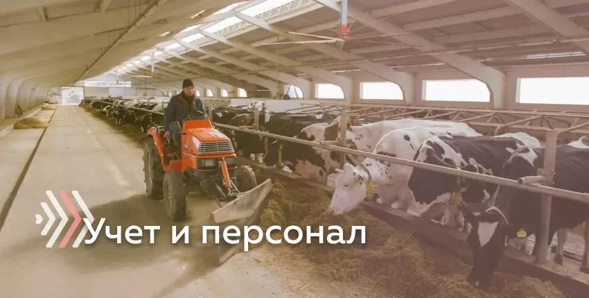Реперные точки молочной фермы: учет и персонал