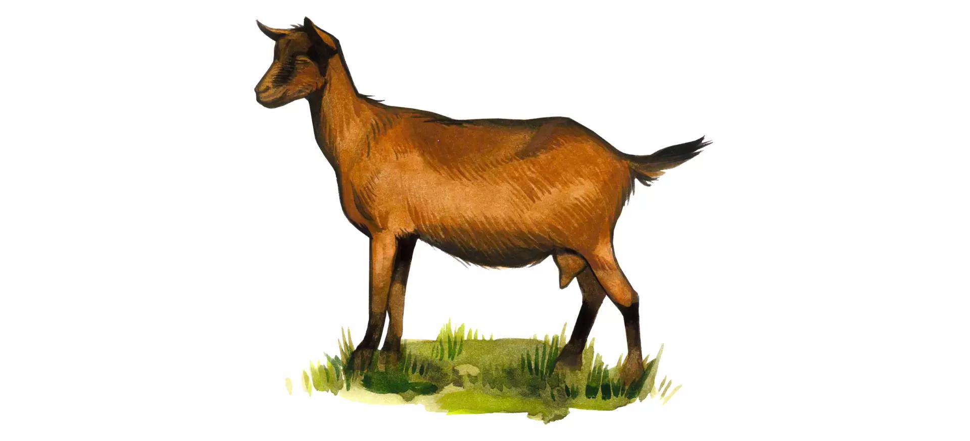 Немецкая пестрая