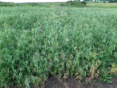 Влияние гербицидов на урожайность гороха