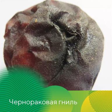Профилактика гнилей яблок при хранении