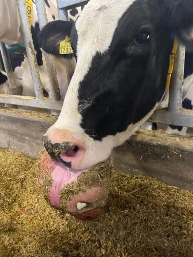 Вопросы из чатов: что за опухоль у коровы?