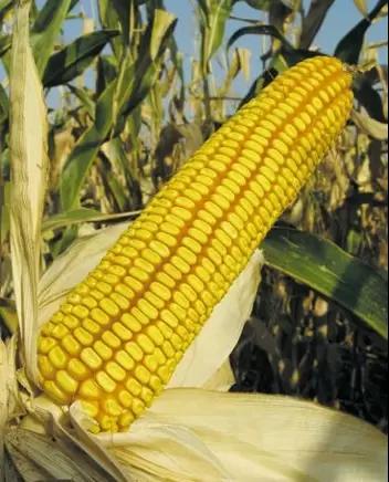 Краснодарский 291 АМВ гибрид кукурузы