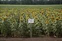 Ника- гибрид подсолнечника ( Helianthus annuus L.). Среднеспелый. Заразихоустойчивый.