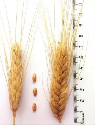 Лакомка ® - сорт твердой озимой пшеницы  (Triticum durum Desf.).