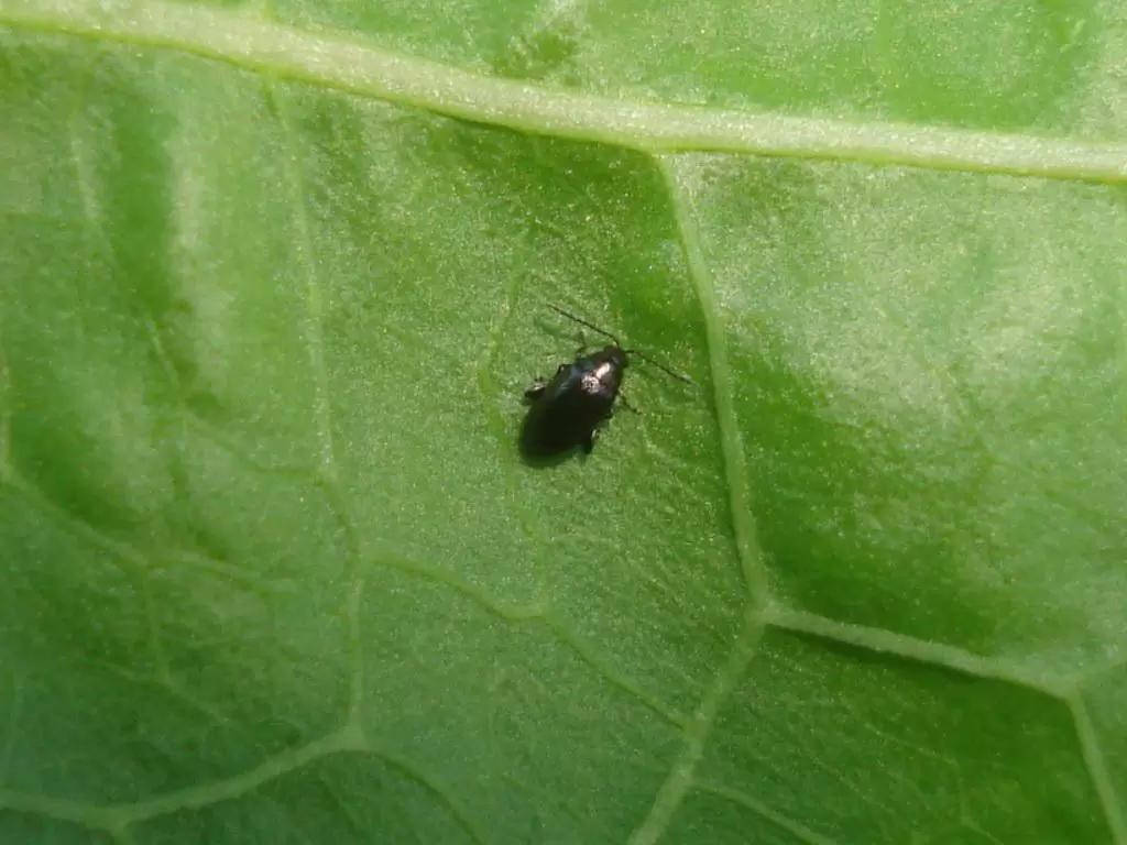 АГРОМОНИТОРИНГ