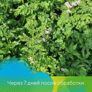 Скутум® против колорадского жука