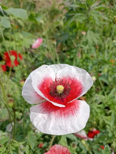 Красота декоративных маков