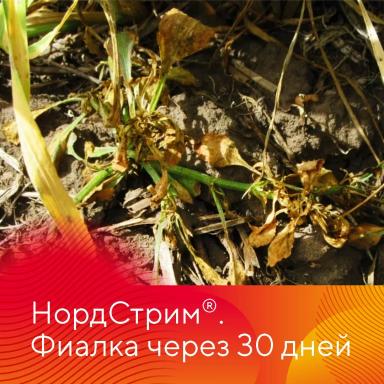 Защита озимых зерновых культур от сорняков