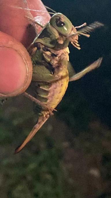 Вопросы из чатов: Саранча или кузнечик?