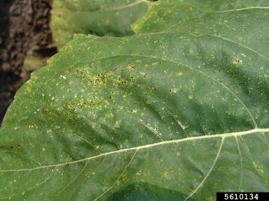 Ржавчина подсолнечника