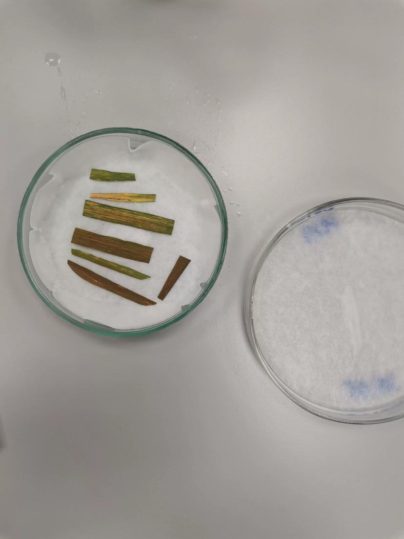 Хочу поделиться эстетикой прохождения моей преддипломной практики в