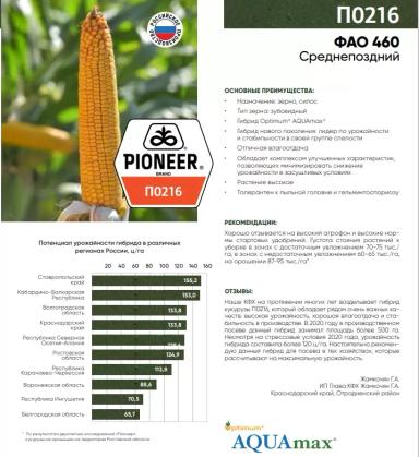 П 0216 - гибрид кукурузы Пионер