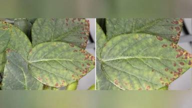 Медь в растениях и почве