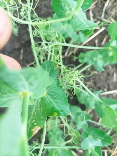 Что на листьях гороха?