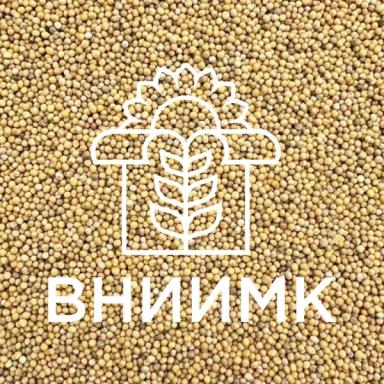 Семена горчицы яровой белой сортов КОЛЛА / РАДУГА / РУСЛАНА