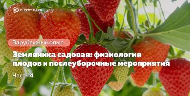 Земляника садовая: физиология плодов и послеуборочные мероприятия. Часть 4