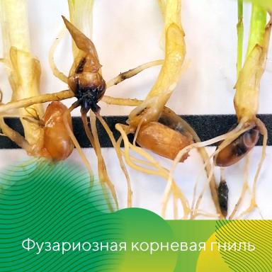 Весеннее развитие болезней на озимых на Ставрополье