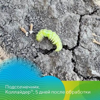 Коллайдер® против чешуекрылых вредителей