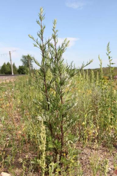 Полынь обыкновенная