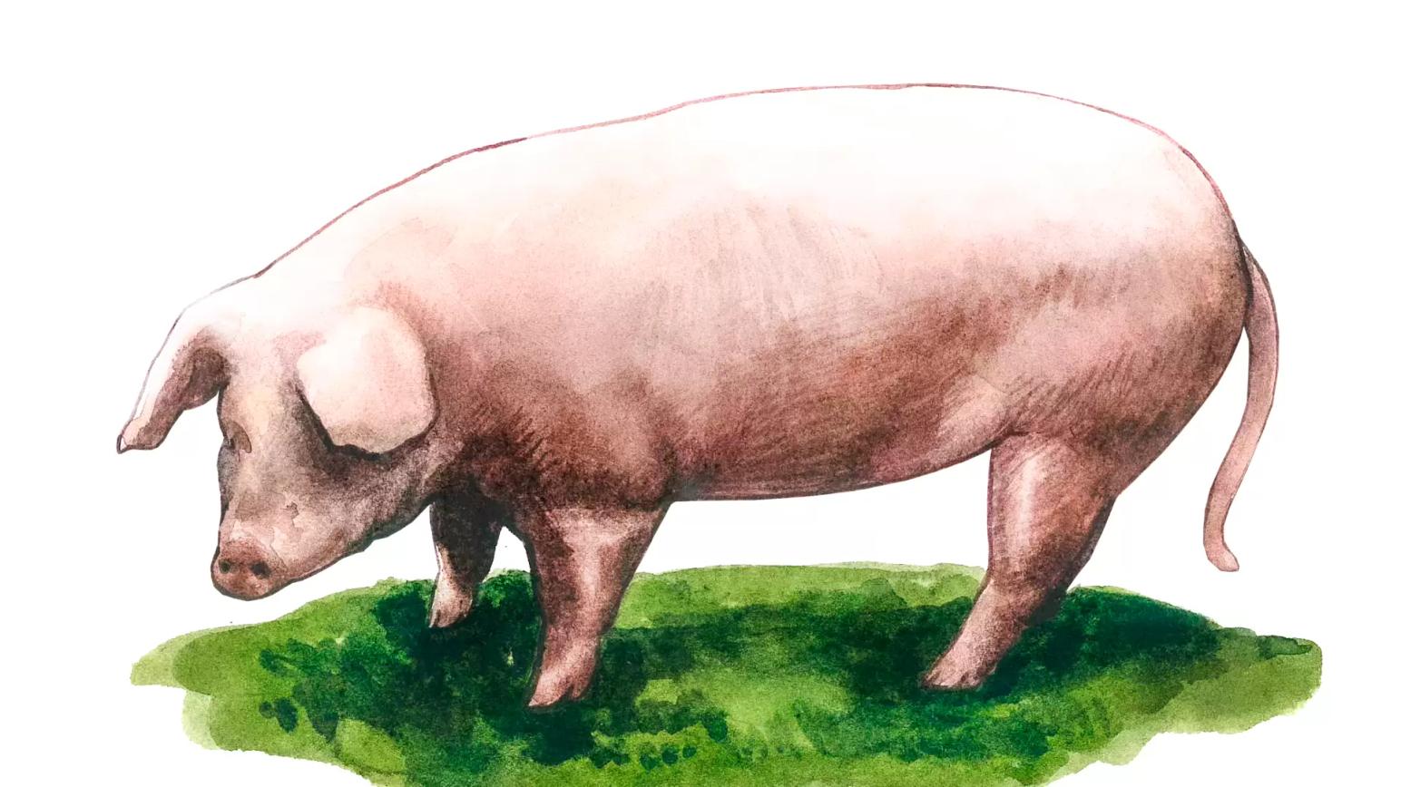 Каликинская порода свиней