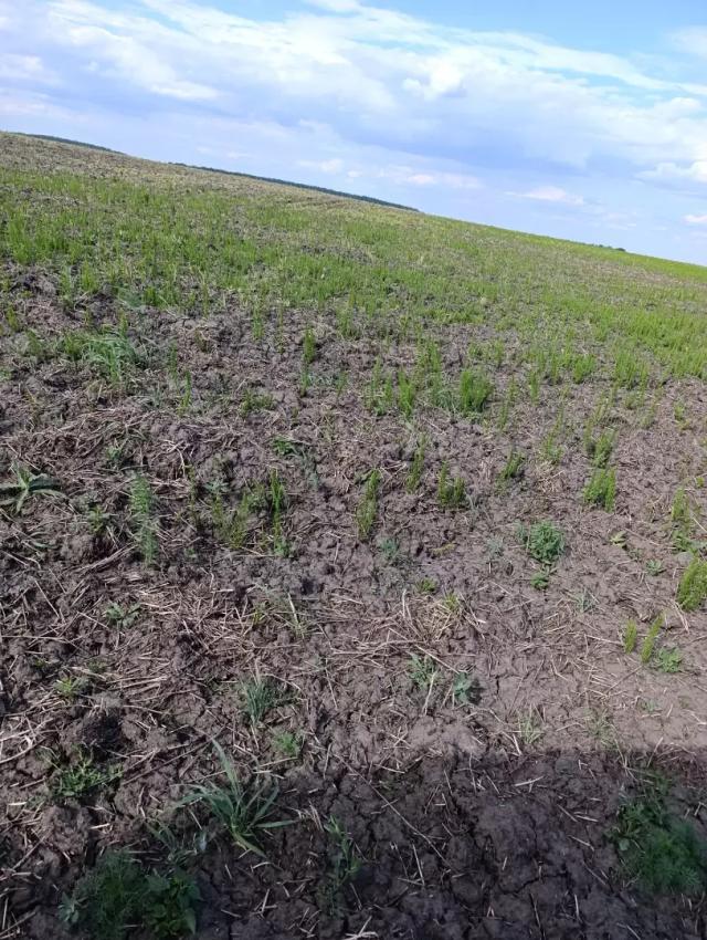 Хвощ полевой.