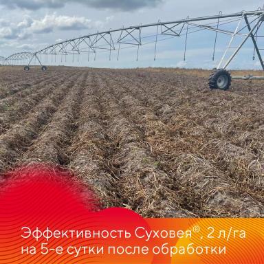 Препараты для десикации картофеля