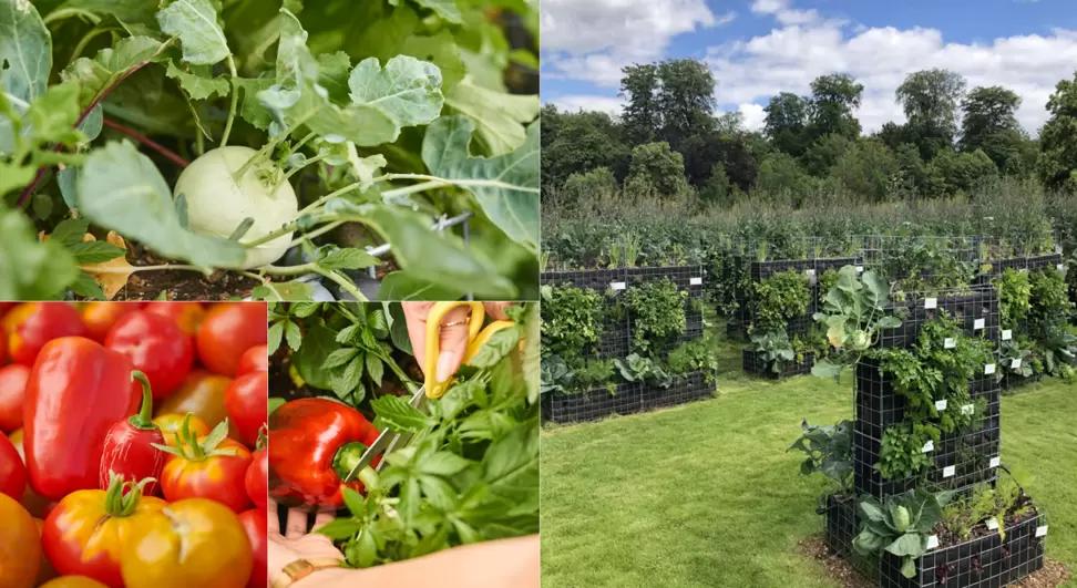 Я хочу стать городским фермером!