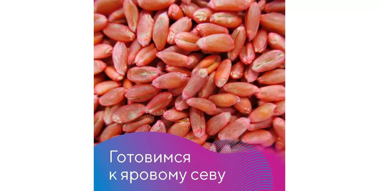 Подготовка зерновых к посевной